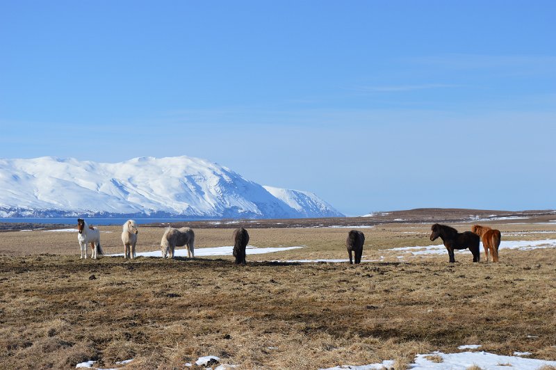 Husavik (55).JPG